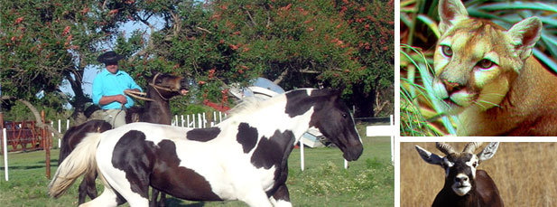 HM Paradores, Argentine