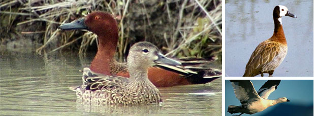 HM Paradores, Argentine