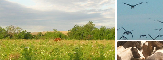 HM Paradores, Argentine